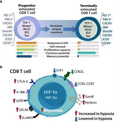 Hypoxia Supports Differentiation of Terminally Exhausted CD8 T Cells